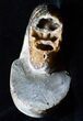 Bargain Desmoceras Ammonite - inches #3478-1